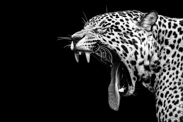 Leopard with wide open mouth isolated on block
