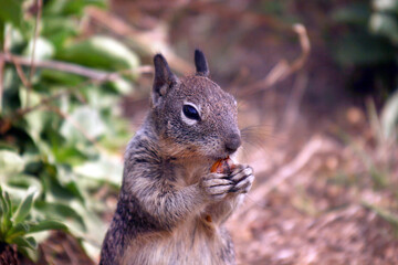 A cute California Ground Squirrel standing on its hind legs and eating a nut.