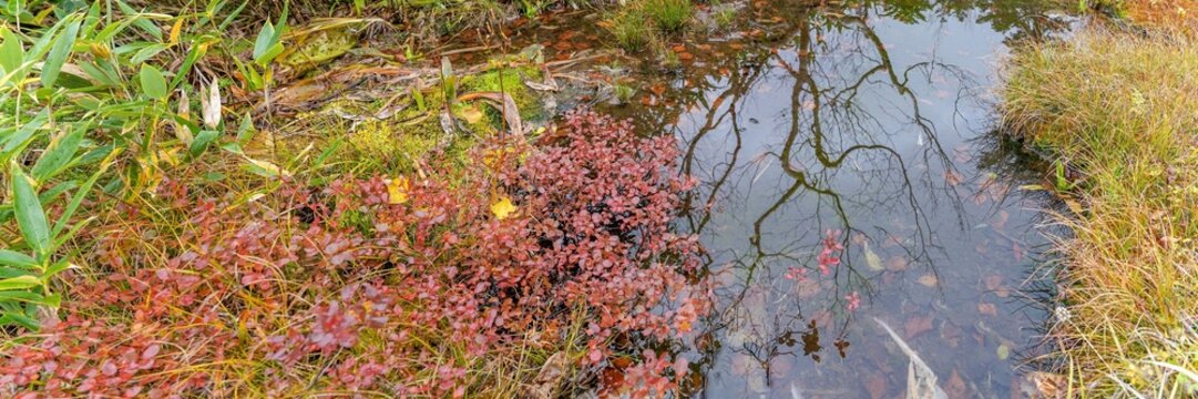 栂池自然園で見た紅葉に囲まれた小さな池（沼）の情景