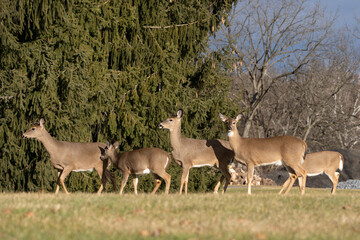 Naklejka na ściany i meble Herd of White-tailed Deer grazing in Natural Parkland