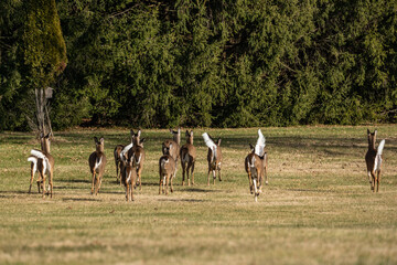 White-tailed Deer on the Run in Natural Parkland