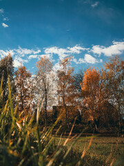 Fototapeta premium autumn in the forest