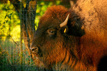 American Bison (buffalo) with red-tinted fur standing in front of a fenced in lush green bokeh background.