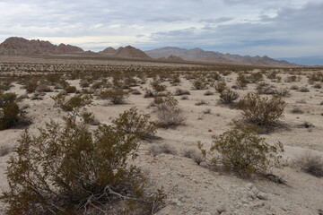 Creosote Bush Scrub, consisting of Larrea Tridentata and associates, is a dominant native plant community of the Southern Mojave Desert.