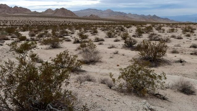 Creosote Bush Scrub, consisting of Larrea Tridentata and associates, is a dominant native plant community of the Southern Mojave Desert.