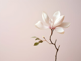 Magnolia flower in studio background, single magnolia flower, Beautiful flower images