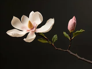 Foto op Canvas Magnolia flower in studio background, single magnolia flower, Beautiful flower images © Akilmazumder