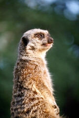 Fototapeta premium Medium portrait of a meerkat.