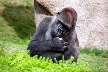 A beautiful Silverback Gorilla looking at the cut on his shoulder.
