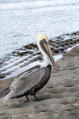 pelican on the pier