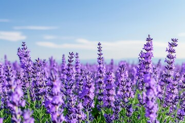 Obraz premium Blooming lavender fields under a clear summer sky