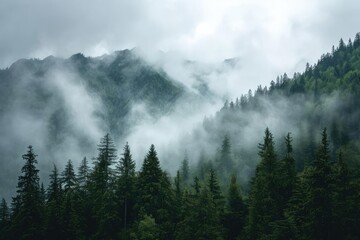 Misty mountain range with fog and pine trees