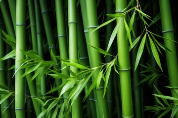 Lush green bamboo forest in daylight, bamboo forest background