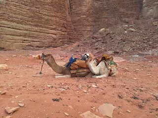 camels in the desert of Wadi Rum, Hashemite Kingdom of Jordan