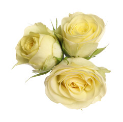 Fototapeta premium Beautiful fresh yellow roses isolated on white