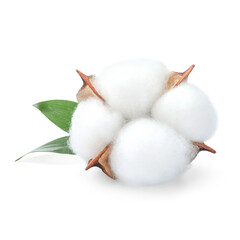 One fluffy cotton flower with leaves isolated on white