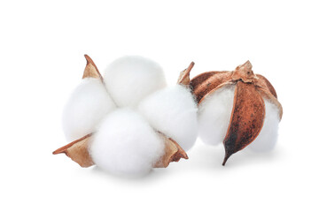 Beautiful fluffy cotton flowers isolated on white