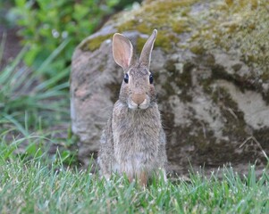 rabbit in the grass