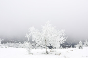 Picturesque view of trees and plants covered with snow in mountains on winter day