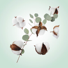 Cotton flowers and eucalyptus leaves falling on light green gradient background