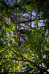 Green acacia bushes inside a metal power line support. In the summer, green bushes sprouted in the center of a high-voltage pole. Safety of life