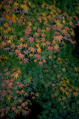 色とりどりの紅葉