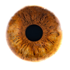 Macro photo of human eye on white background. Close-up of female brown colored eye. Structural Anatomy. Iris Detail. Filamentes and Pigments.