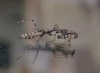 Praying Mantis with a Reflection in a Window
