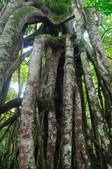 Ficus benjamina in Borneo Forest