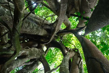 Tuinposter Ficus benjamina in Borneo Forest © abdul gapur dayak