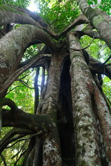 Ficus benjamina in Borneo Forest