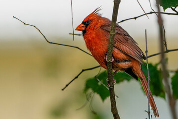 red cardinal bird