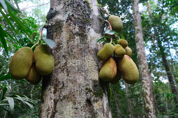 Endemic fruit of Kalimantan