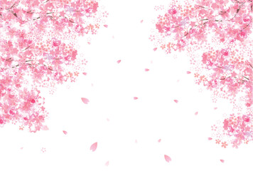 桜　春　花びら　背景