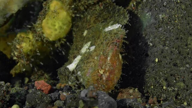 A frog fish sits on the bottom of the tropical sea, leaning against a stone and breathing quickly.
Randall's frogfish (Antennarius randalli) 10 cm. Yellow to reddish-black, scattered white spots.