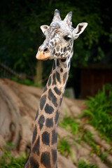 Close-up portrait of a beautiful giraffe with a long neck.