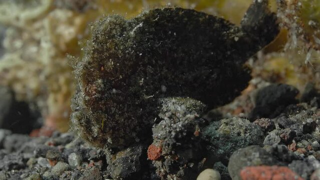 A small black frog fish sits on the rocky seabed, swaying from side to side.
Randall's frogfish (Antennarius randalli) 10 cm. Yellow to reddish-black, scattered white spots.