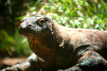 Horizontal close-up of a beautiful Komodo Dragon looking at the camera.