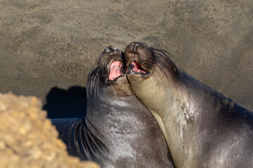 Elephant seals (Mirounga angustirostris) on the beach north of Morro Bay, California. Heads together, calling in unison. 
