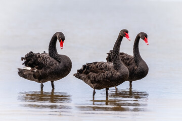 Three Black Swans Standing in water with reflections and clean white background. Scientific name Cygnus atratus