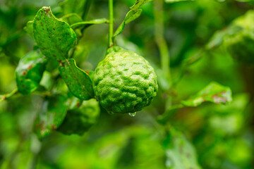 Kaffir lime fruit on the tree,kaffir lime or makrut or bergamot fruit on tree (Citrus hystrix) in...