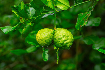 Kaffir lime fruit on the tree,kaffir lime or makrut or bergamot fruit on tree (Citrus hystrix) in outdoor garden, economy plants harvesting production for essential oil and ingredients local food cook