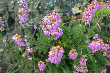 Wild Pink Blossoms: Spring's Delight