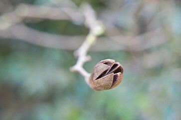 Açoita-Cavalo (Luehea divaricata)