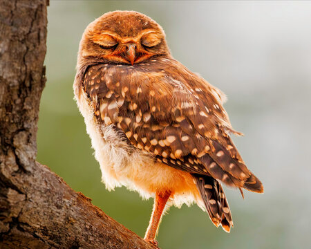 Coruja-buraqueira (Athene cunicularia)
coruja, ave, animais, natureza, fauna, bico, pena, mocho galego, &aacute;rvore, galho, ca&ccedil;a, olho, coruja-buraqueira, athene, Athene cunicularia, Bras&iacute;lia, Parque da Ci