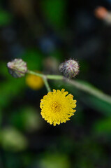 a weed flower that grows anywhere