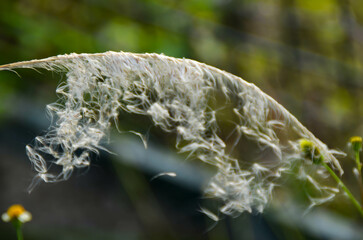 a weed flower that grows anywhere