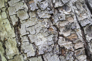 Close up textured abstract background of tree bark