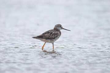 Lesser Yellowlegs wading in shallow water