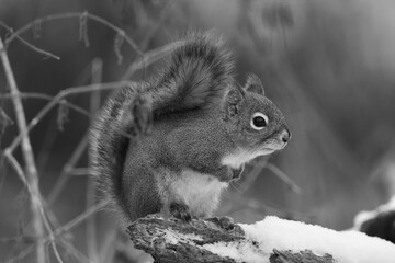 La Plaine 6 Janvier 2024 - N&B